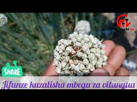 Video: Jinsi Ya Kuhifadhi Seti Za Vitunguu