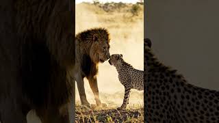 #sher aur chite ki ladayi ka viral video😨😱 please bhai subscribe🥰🙏 #lion