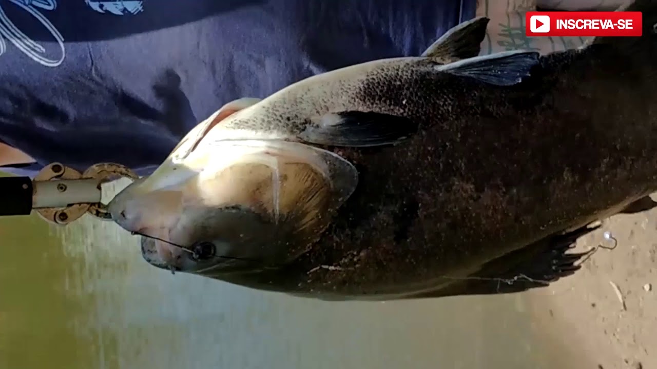 camera iphone 8 plus apk PRÉVIA GAROTINHO DO CORREGO PESCANDO NO SERRINHA 1