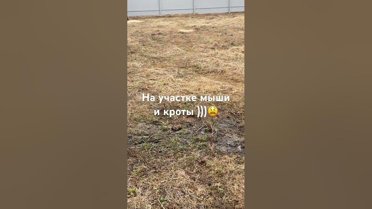 Наш участок атакуют мыши и кроты…😖 #дача #дом - YouTube
