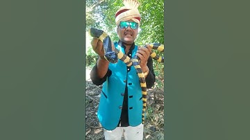 Banded krait Venomous Snake#youtubeshorts #shortsvideo #mobarak #snake