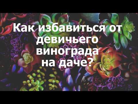 Как вывести виноград с участка