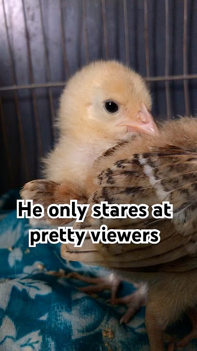 He only stares at pretty viewers 😘 #memes #funny #lifeisbutadream #relatable #pretty #shorts #pets