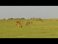 Adult male lion sleeps with 20+ spotted hyenas around him