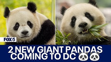 2 New Giant Pandas Returning To DC’s National Zoo
