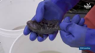 Virtual Touch Tank: Black Sea Bass