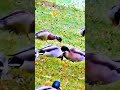 Es war einmal vor der Pest