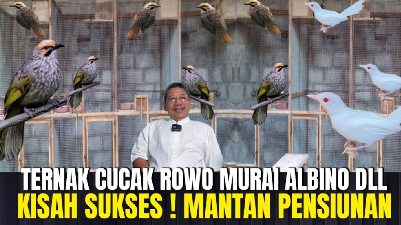 SIDAK ! PETERNAK BURUNG CUCAK ROWO DAN MURAI ALBINO TARLIM CONDET JAKARTA TIMUR