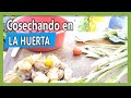 Cosechando en la Huerta Casera con Gloria Aguirre