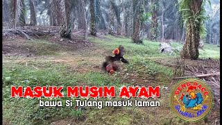 MEMIKAT AYAM HUTAN MERAH / AMAZING TRAP RED JUNGLE FOWL