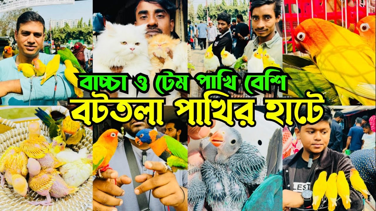 বাচ্চা ও টেম পাখি বেশি বটতলা পাখির হাটে | Bottola Pakhir Hat | Mirpur 13 Pakhir Hat #viral