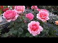 ✿➽ Роза Принцесс Александра оф Кент в нашем саду 🌺🌿 2019