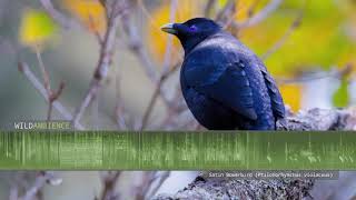 Satin Bowerbird - Sounds and Calls screenshot 3