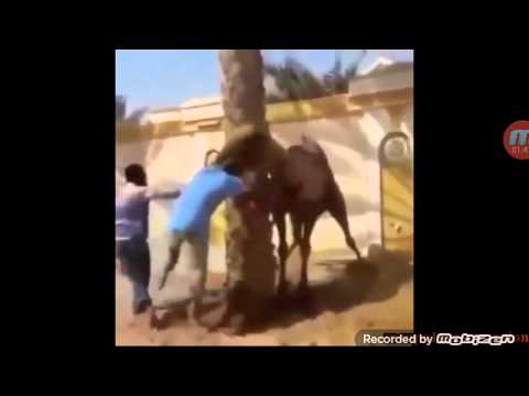 el gato iiiiii voladorrrr - YouTube