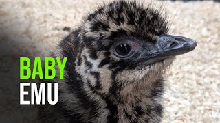 Emu’ve got to see the newest arrivals at Folly Farm in Wales