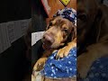 Now time for Mocha's daily bedtime treats Duck Jerky and Dentastix bacon flavor