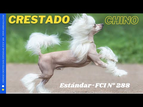 Video: Perro Crestado Chino En La Familia