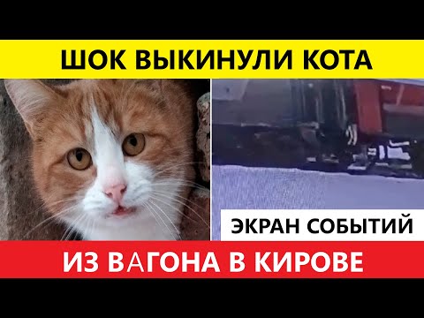 ЧП Сегодня Проводница выбросила кота из вагона в Кирове, начата проверка транспортной прокуратурой