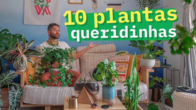 Motivos para ter plantas dentro de casa!🏡 Nos siga para mais