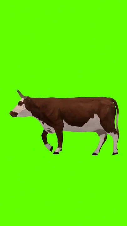 green screen sapi🤗free no copyright #shorts #greenscreen #hewan #sapi #edit #nocopyright