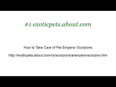 camera iphone 8 plus apk How-To Feed A Scorpion