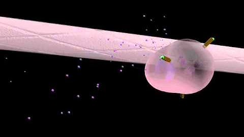Complement System.avi