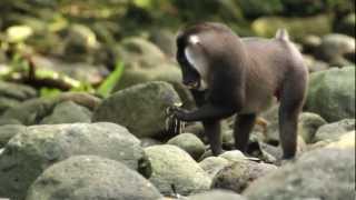 From Sea Turtles to Saving the Drill Monkey Species in Equatorial Guinea
