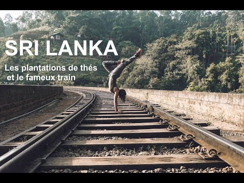 Vidéo: Plantations de thé. Attractions du Sri Lanka : plantations de thé