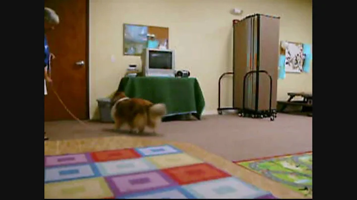 BED BUG DOG - Inspections