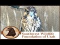 Falconry | Prairie Falcon Training Part One