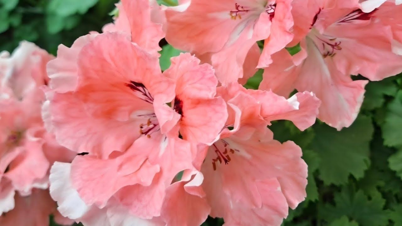 #[완판]이번영상 상품은 완판입니다~#6836 6044 문자주세요 ~~#리갈제라늄 모음 ~~#설연휴 월.수 방송은 쉽니다~