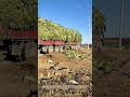 傾く荷台：キャベツの海が畑に広がる瞬間
