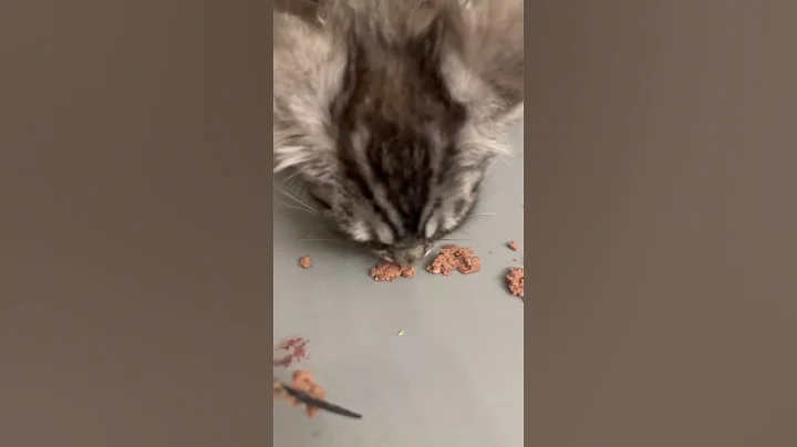 Video 6162541: mainecoon funnycats kitty, mainecoon kitten cute funnycats, mainecoon sleep, cat food