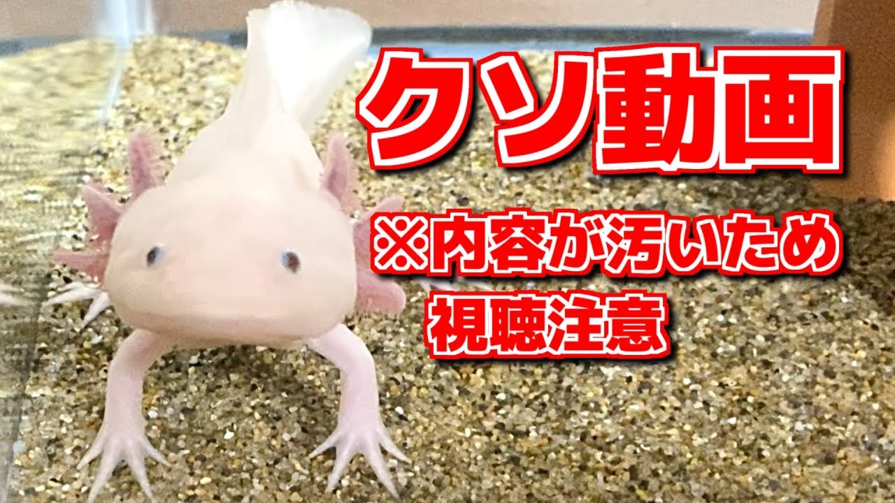 糞注意 ウーパールーパーの便秘解消法 解説 Youtube