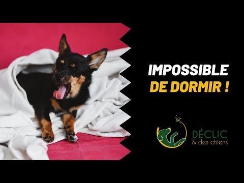 Vidéo: Comment faire dormir un chien plus tard