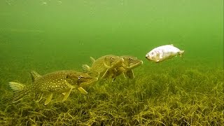 : Underwater experiment: Will Pike eat zombie fish? Attacks on Zombait - robot fishing lure.