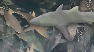 A Shiver Of Sharks Follow A Boat