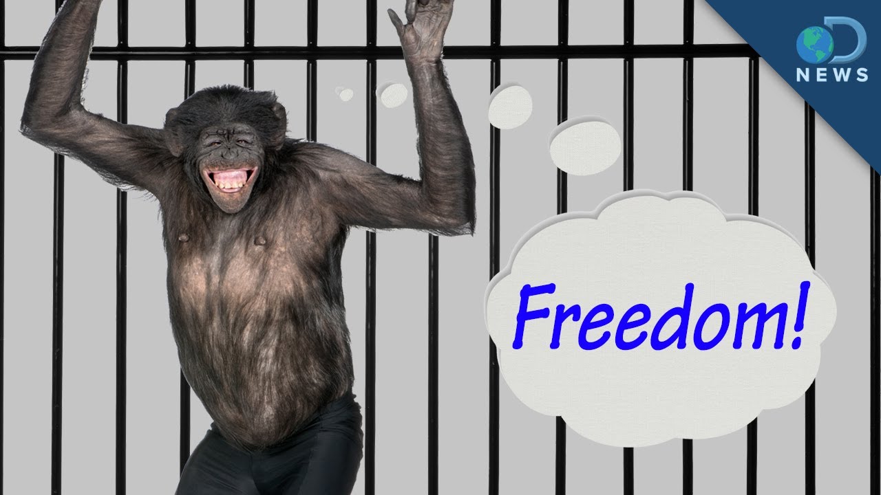 Research Chimps to Retire