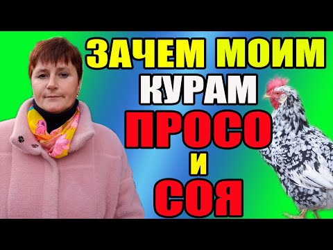 Зачем моим курам ПРОСО и СОЯ. Вечернее кормление кур.