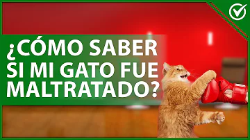 ¿Cómo saber si un gato ha sido maltratado?