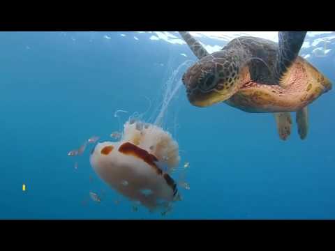 Видео: Едят ли морские черепахи медуз?