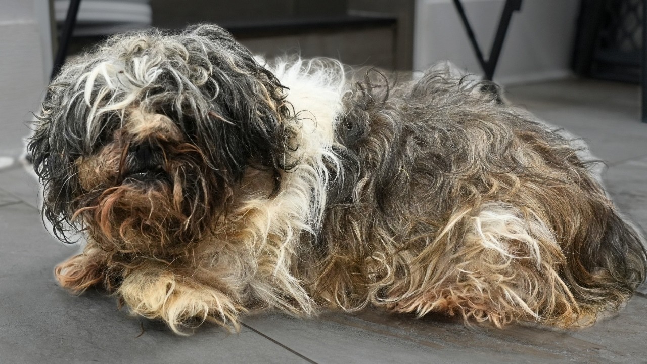 šØ Animal Control Ordered This Dog to Be Groomed⦠But No One Expected What Theyād Find Underneath š¶āļø