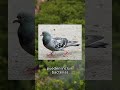 Las palomas pueden ser más peligrosas de lo que piensas. 🦠🐦 Exploramos la transmisi...
