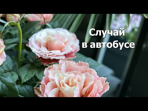 Случай в автобусе. Стих