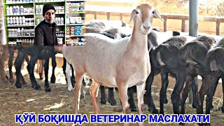 СИЗ КУТКАН ВИДЕО ВЕТЕРИНАР МАСЛАХАТИ.