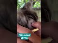 A very hungry kitten