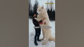 Top 5 Giant Dog Breeds in the World! 🐶🔥 #dogbreed