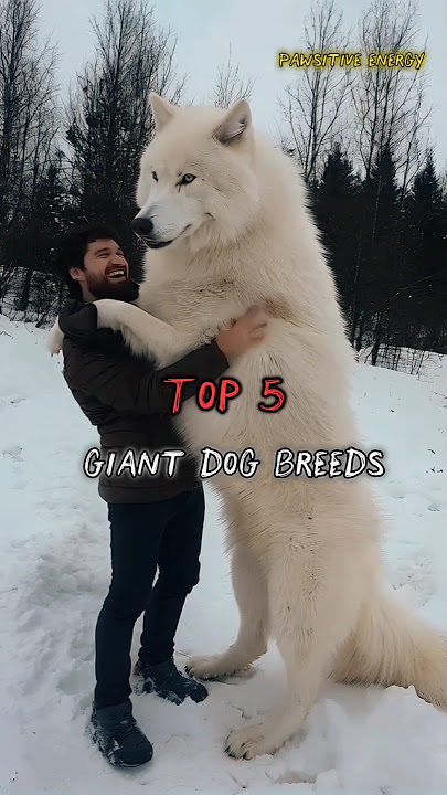 Download lagu Top 5 Giant Dog Breeds in the World! πΆπ₯ #dogbreed