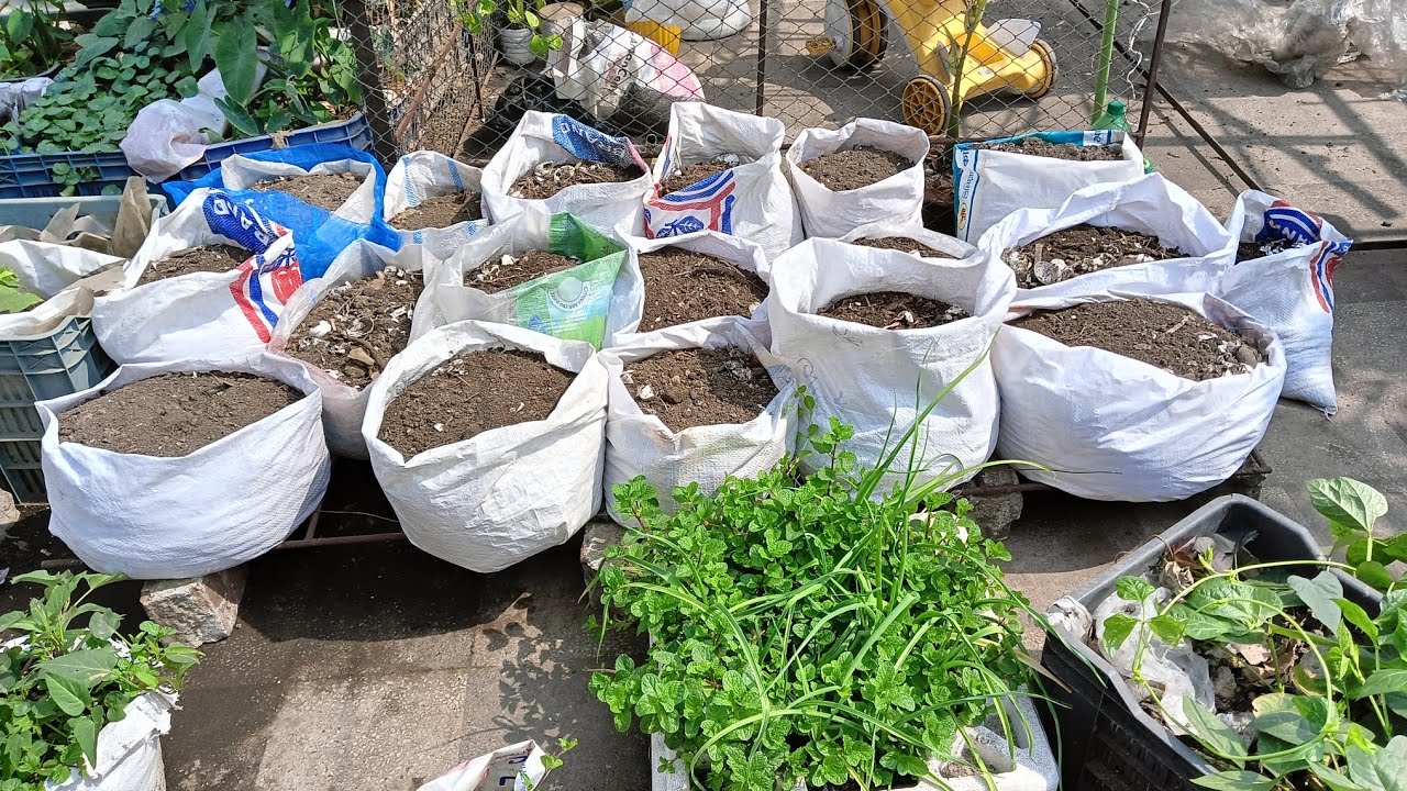 🪴বস্তায় সস্তায় গাছ লাগাবো। ছাদ থেকে হলুদ তুলে নিলাম। #my rooftop garden. 