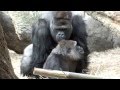 You are persistent! Gorillas mating.アンタしつこい!ゴリラの交尾。